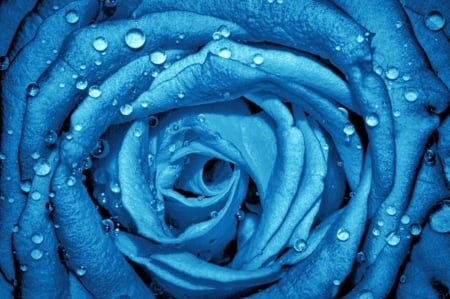 Cyanotic Spell - blue rose, big, beautiful, Cyanotic Spell, drops, dreams