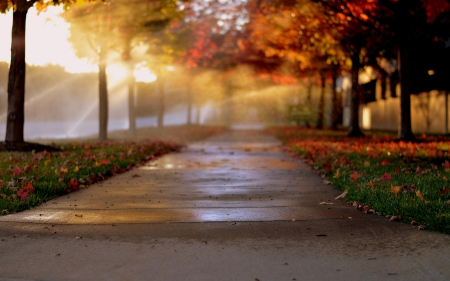 Autumn - sunlight, trees, alley, splendor, road, leaves, street, sunrays, nature, autumn splendor, autumn leaves, sun