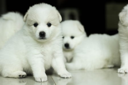 Dogs - animal, pretty, cute, animals, beautiful, sweet, puppy, puppys, dogs, lovely, dog