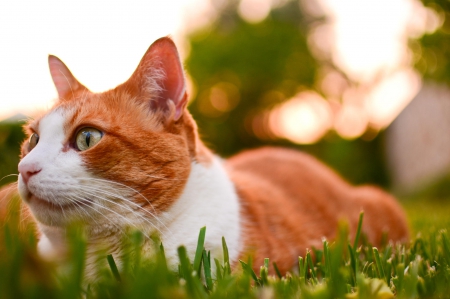 Cat - hat, pretty, cat face, beautiful, lovely, paws, cat, kitten, cute, cats, face, sleeping, animals, kitty