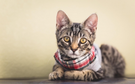 Cat - paws, face, pretty, cute, animals, beautiful, cat, sleeping, kitty, cats, kitten, hat, lovely, cat face