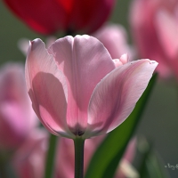 Pink Tulips