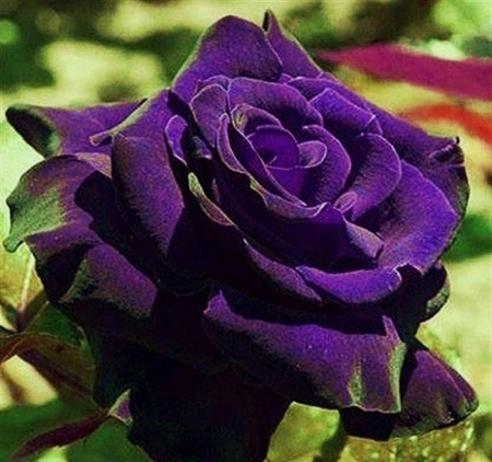 **Beautiful Violet Rose**