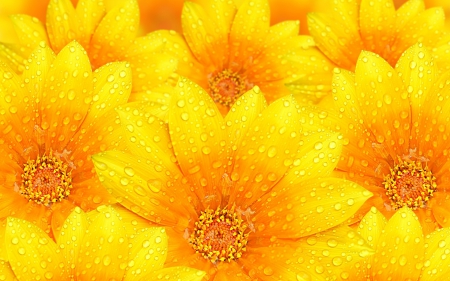 Flowers - flower, dew, petals, water drops, orange, yellow, texture, macro