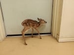 Frightened Male Fawn