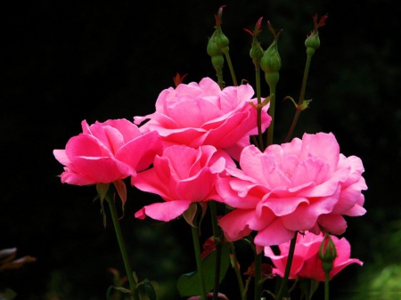 Pink Roses - garden, blossoms, flower, color