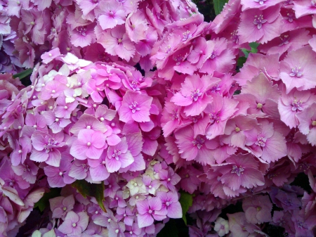 More pink flowers :) - nature, flowers, lovely, pink