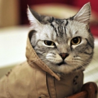 a cat in a coat