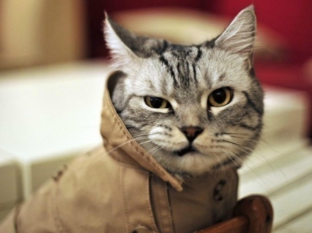 a cat in a coat - style, coat, funny, cat