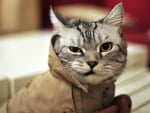 a cat in a coat