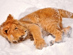 baby lion in the snow