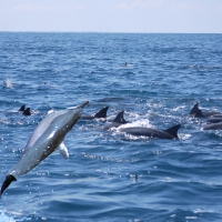 Spinner Dolphins 1