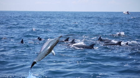 Spinner Dolphins 1 - dolphins, active, kalpitiya, sri lanka