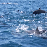 Spinner Dolphins 2