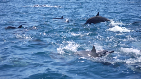 Spinner Dolphins 2 - dolphins, spin, kalpitiya, sri lanka