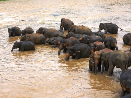 Pinnawela 1 - bathing, sri lanka, enjoyment, river