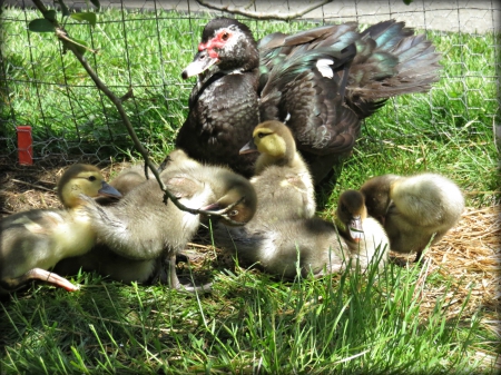 Little mommy muscovy  and her Ducklings - cute, lovely, ducks, sweet, ducklings, precious