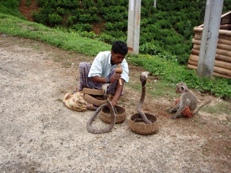 Charming Cobras - Monkey, Cobra, Sri Lanka, Flute