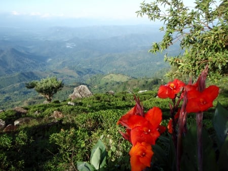 Kelbourne Mountain - Sre Lanka, Gladioli, High Ground, Tea