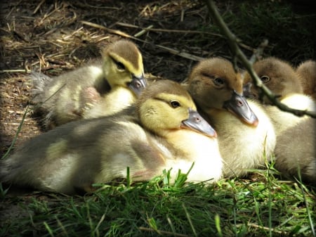 muscovy ducklings taking a rest after a swim