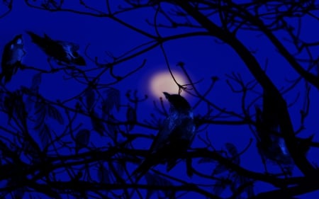 Peeps of the night.. - moon, night time, birds, blue, darkness, moonlight, tree, dark, night sky, sky