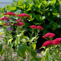 Pretty Little Flowers