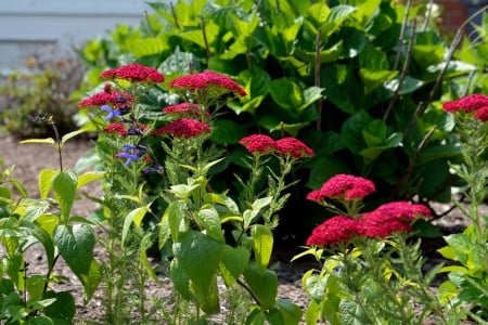 Pretty Little Flowers - pretty little flowers, pretty flowers, red flowers, dark red flowers