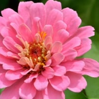 Pretty Pink Macro