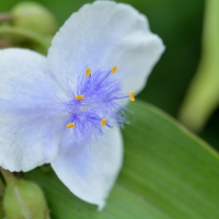 Blue Feathery Flower