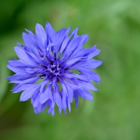 Wild Blue Macro