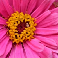 Pink and Yellow Macro