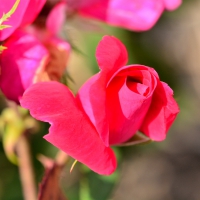 Red Macro Rose