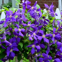 Pretty Purple Posies