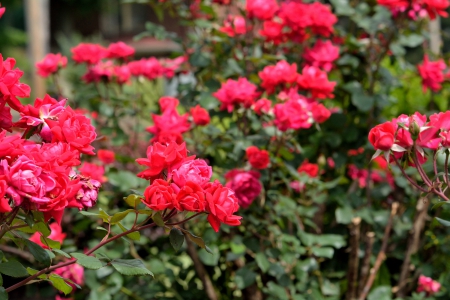 Rosy Rose Bushes - roses, red roses, rose bushes, Rosy Rose Bushes