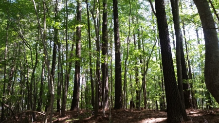 The tall trees - fantastic, green, tall, beautiful