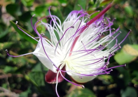 Flower - photography, white, nature, purple, abstract, colours, macro, flowers, flower