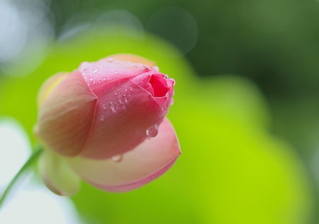 Simply Beautiful - flowers, bokeh, lotus, nature, splendor, drops, pink flower