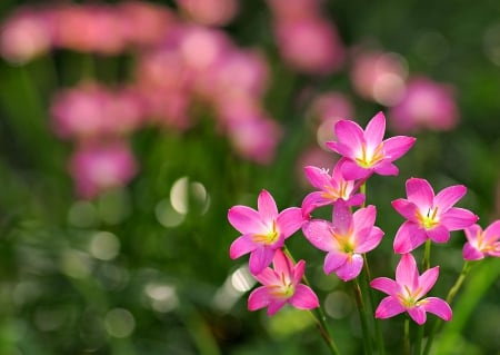 Pink Flowers - nature, bokeh, petals, splendor, flowers, pink flowers, grass, drops