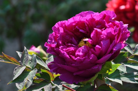 * Peonies * - flowers, flower, nature, peonies