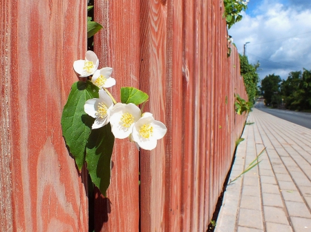 Jasmine - nature, flowers, other, spring