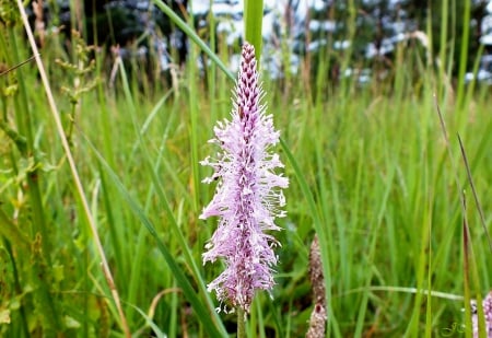 Meadows flower. - nature, fields, flowers, other