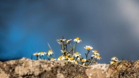 On the other side of the wall - nature, sky, blu, flowers, daisies, rocks