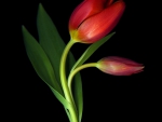 Tulip