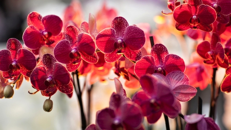 Flowers - nature, amazing, flowers, red