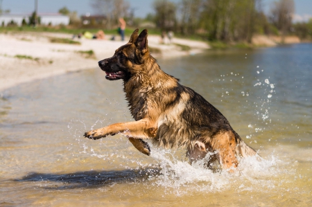 German shepherd - puppy, animals, lovely, pretty, puppys, beautiful, dog, animal, dogs, sweet, cute