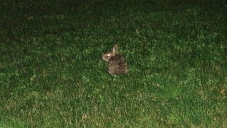 BunBun the Bunny - nature, visitor, rabbit, animals, nighttime