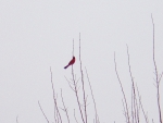 Cardinal in Early Spring