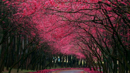 blooming canopy over park path - trees, blooms, canopy, park, path