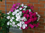 Summer Hanging Basket