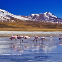 flamingos in a high mountain lake in bolivia